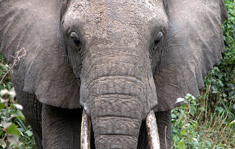 elephant