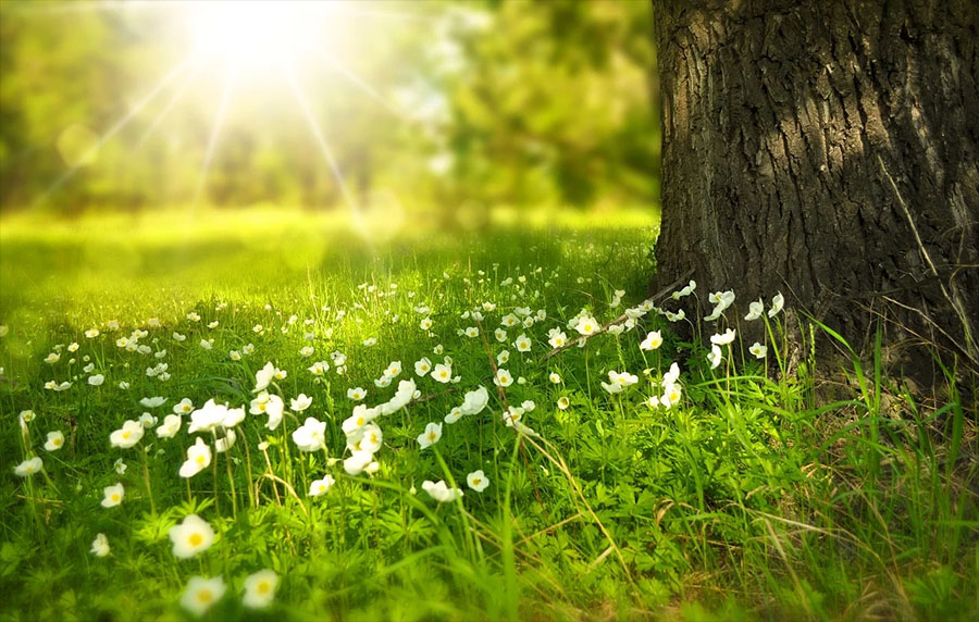 flowers meadow