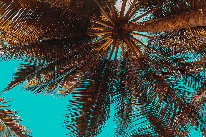 palm tree