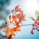 pretty leaves