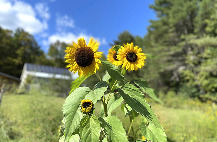 sunflowers sunlight
